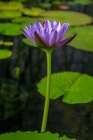Blue Cape Water lily Art Print